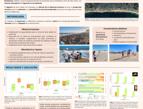 Impacto de la afluencia humana sobre la comunidad de macroinvertebrados en la playa Brava de Punta del Este, Maldonado, Uruguay