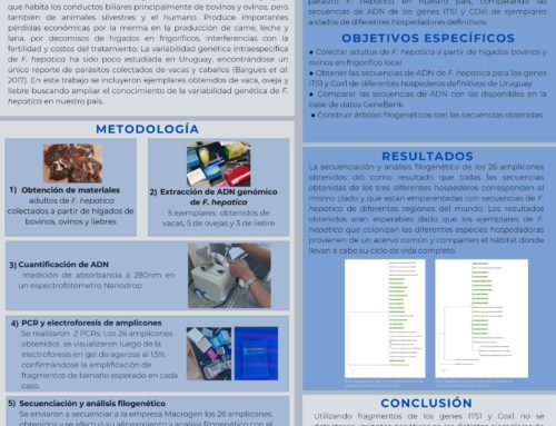 Estudio molecular de Fasciola hepatica obtenida de diferentes hospederos definitivos